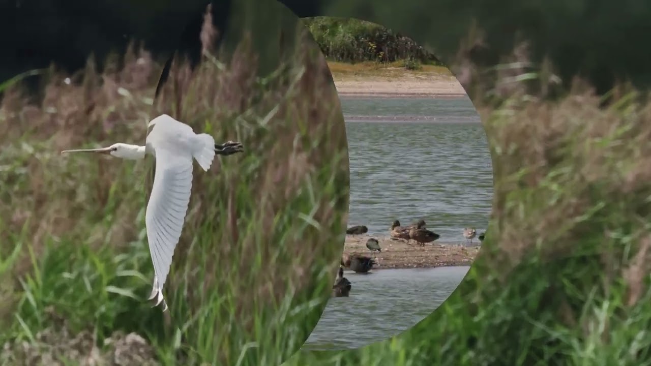 Rspb  Frampton  Marsh  22  Aug  2023