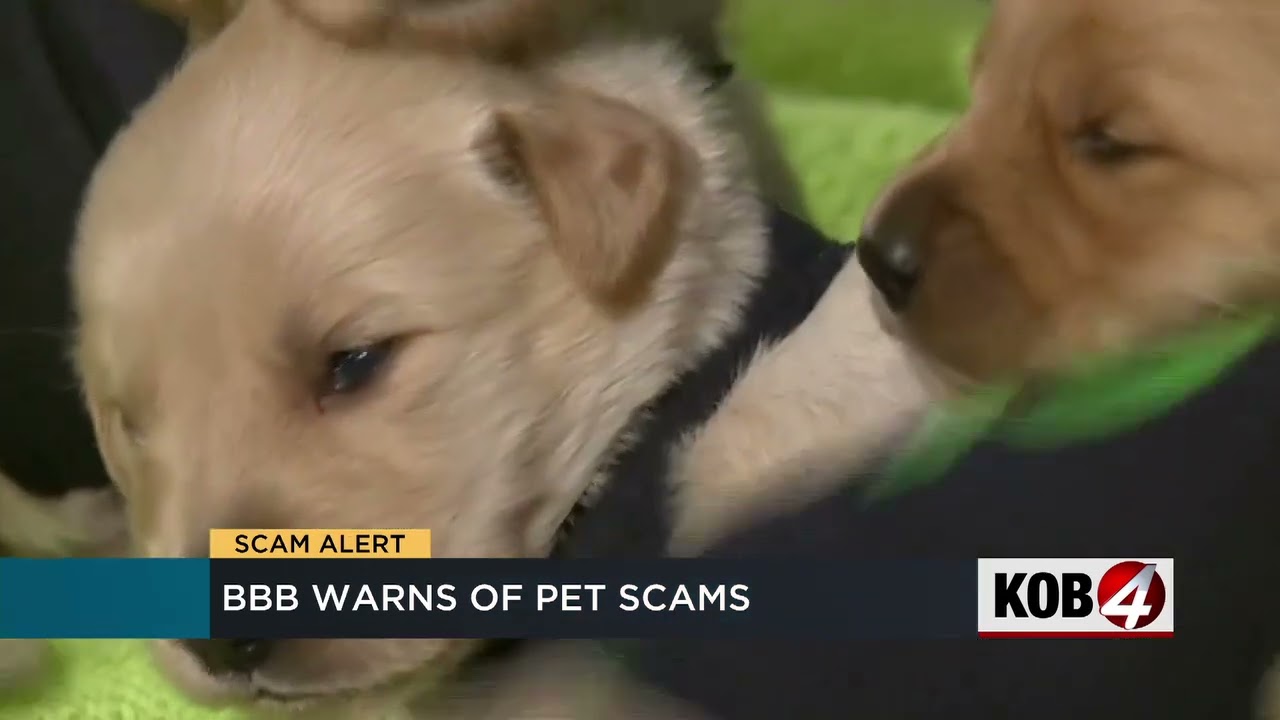 BBB New Mexico warns about puppy scams on the rise