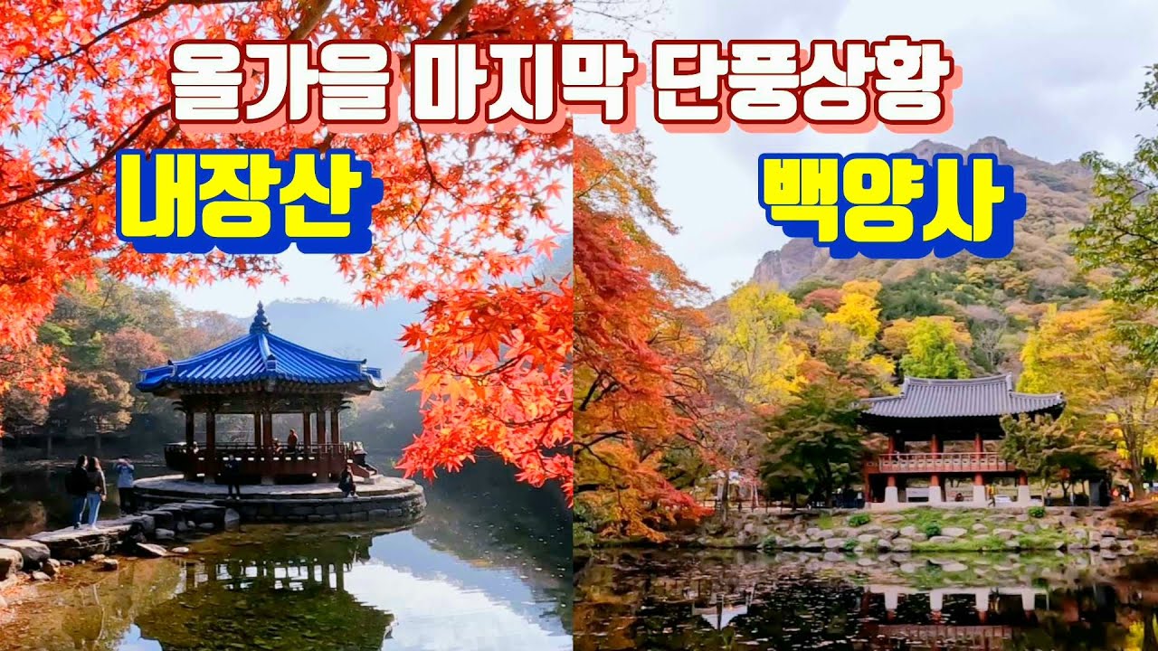 (2024.11.8) 내장산과 백양사 단풍상황🍁 / 지금은 원적골 자연관찰로가 절정 / 올가을 마지막 단풍