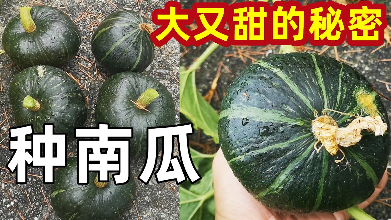 Secrets of Growing BEST pumpkins 种南瓜的秘密 (上) 种出又大又好吃的南瓜