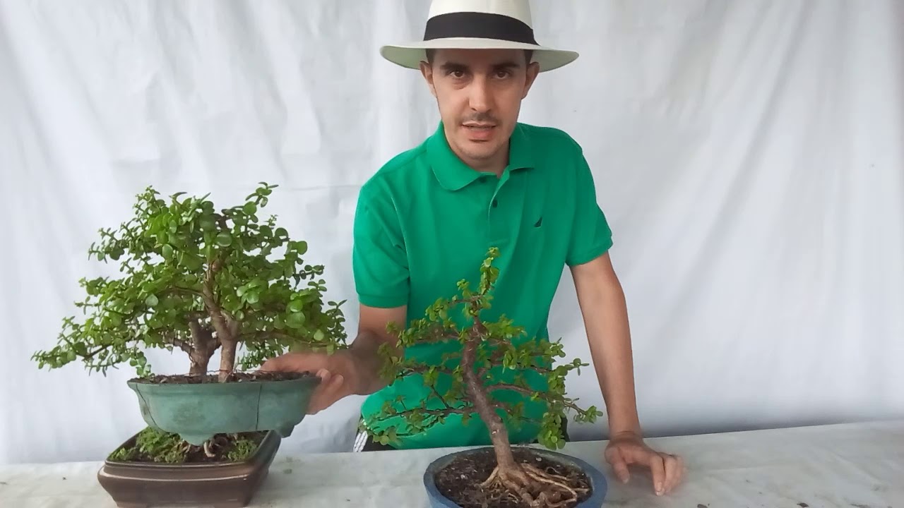 Como recupero un arbol de jade o portulacaria afra. How I recover a jade tree or portulacaria .⛩️