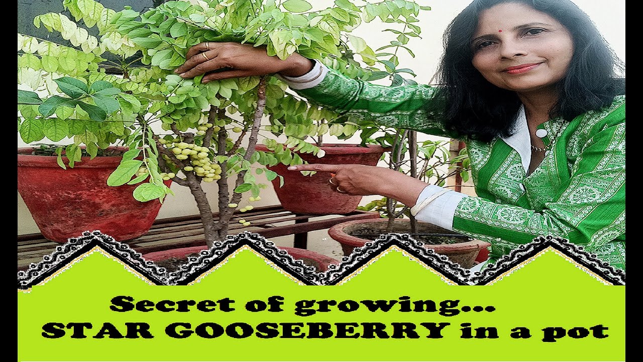 Easy tips to grow STAR GOOSEBERRY in a pot