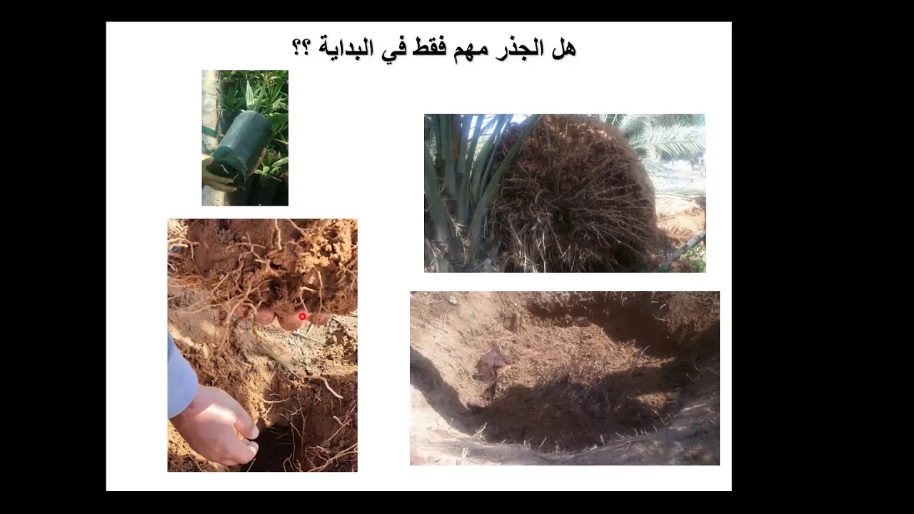 دورة النخيل المتقدمة- التسميد