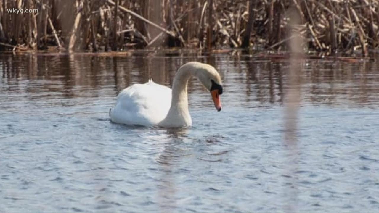 Ohio Division of Wildlife euthanizes pair of mute swans, but officials say its necessary