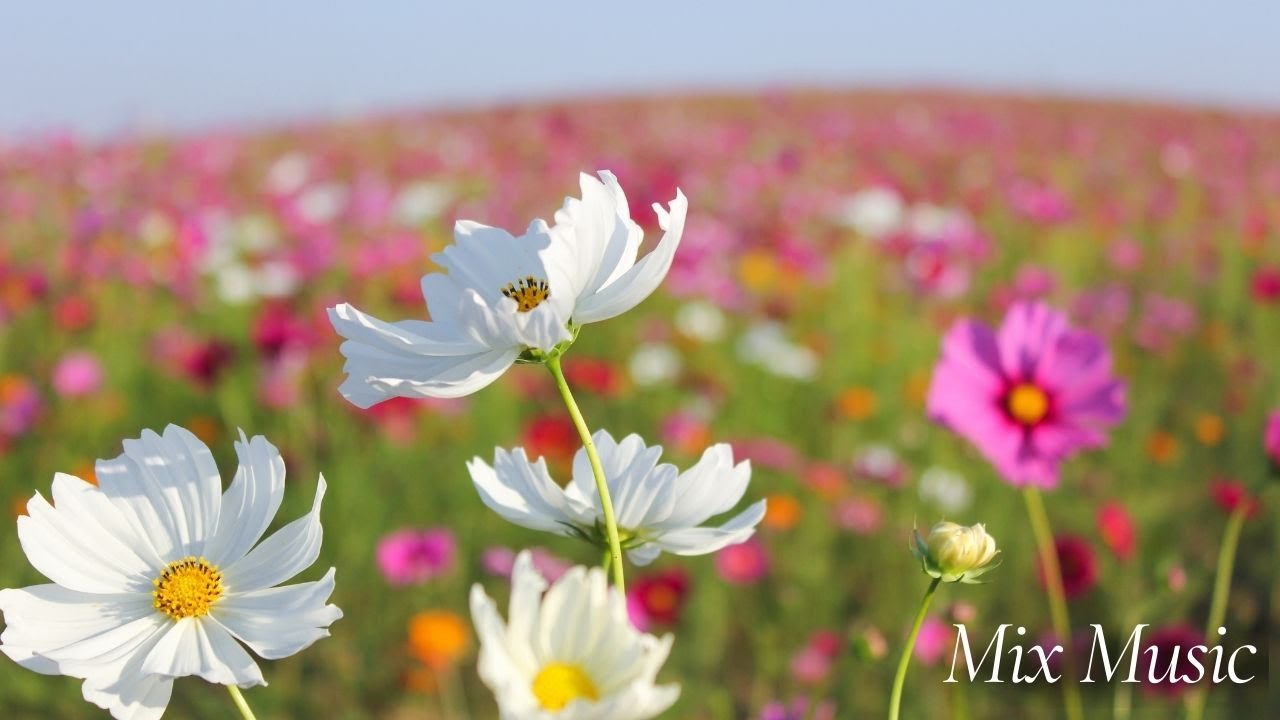 Flower Serenity 🌼 | Relax & Uplift with Mix Music