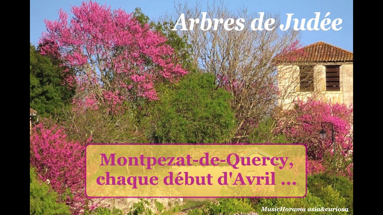 Arbre de Judée à Montpezat (82)... floraison exceptionnelle  & poème de Théodore de Banville (1846)