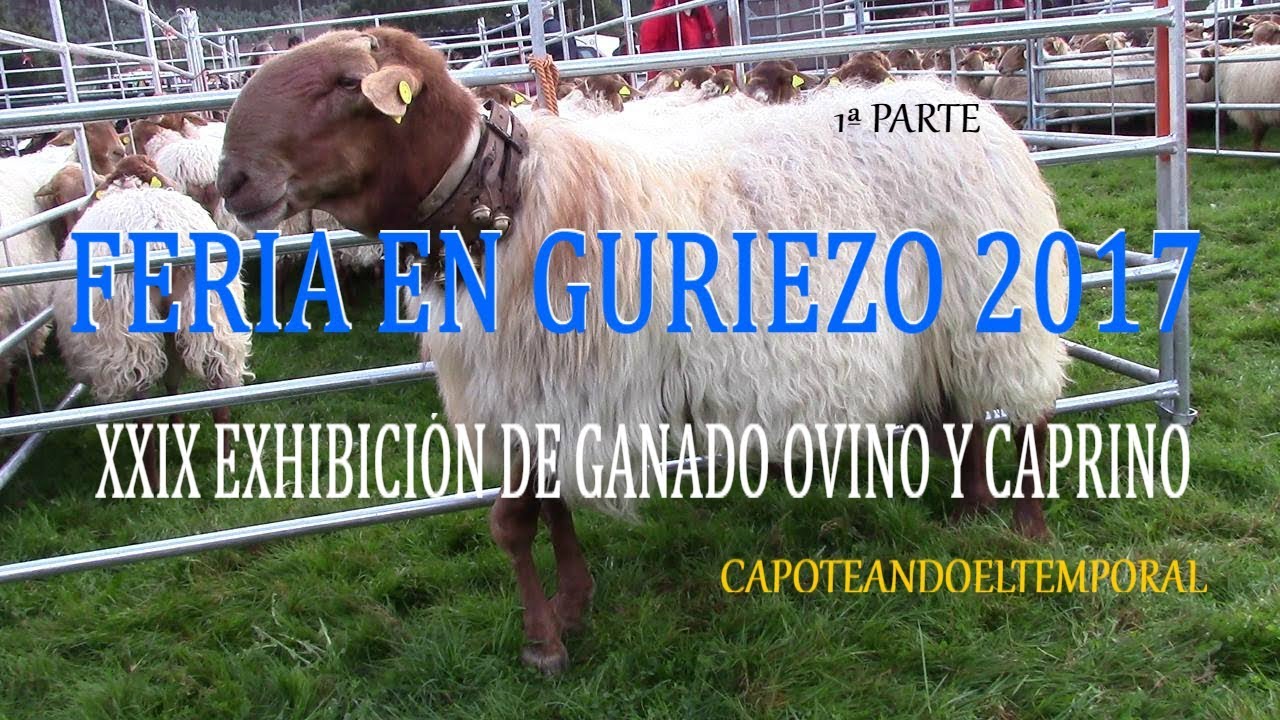 FERIA EN GURIEZO 2017 (XXIX exhibición de ganado ovino y caprino)1ª P