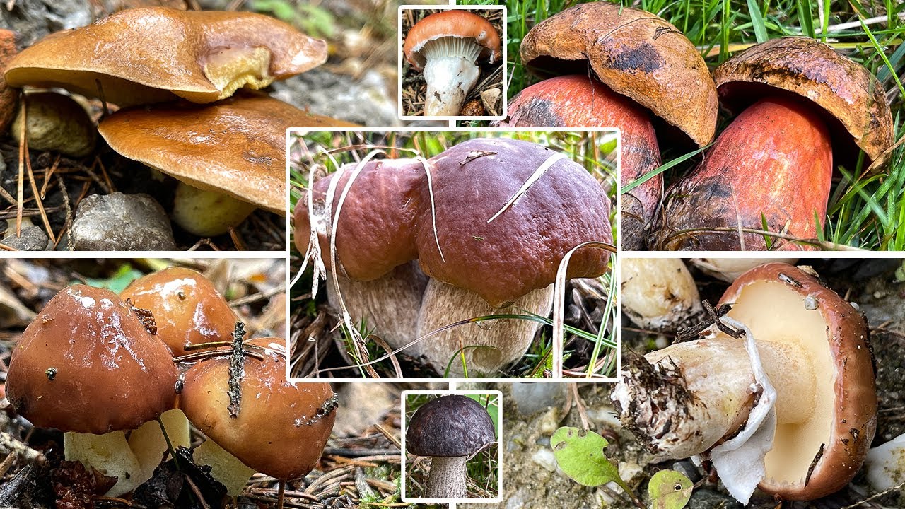 Speisepilze sammeln im Oktober | 01.10.2022 | Wunderbare Funde | Butterpilze, Steinpilze & mehr