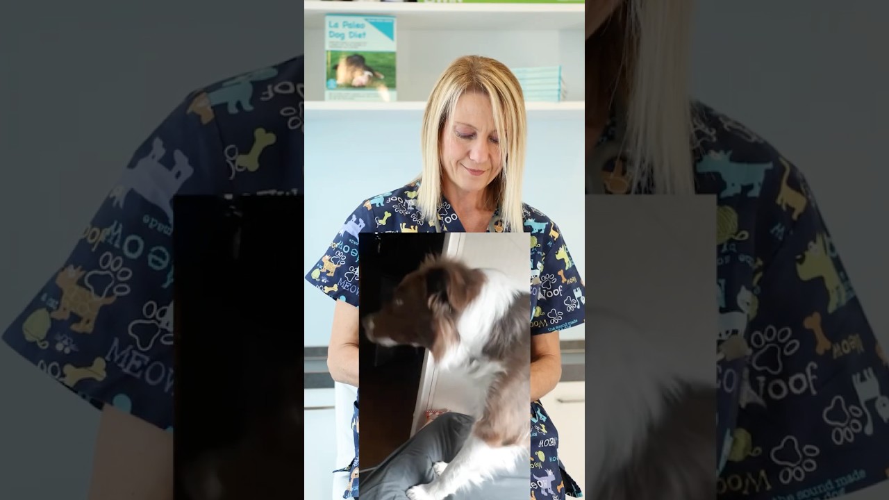 STARNUTO INVERSO NEL CANE