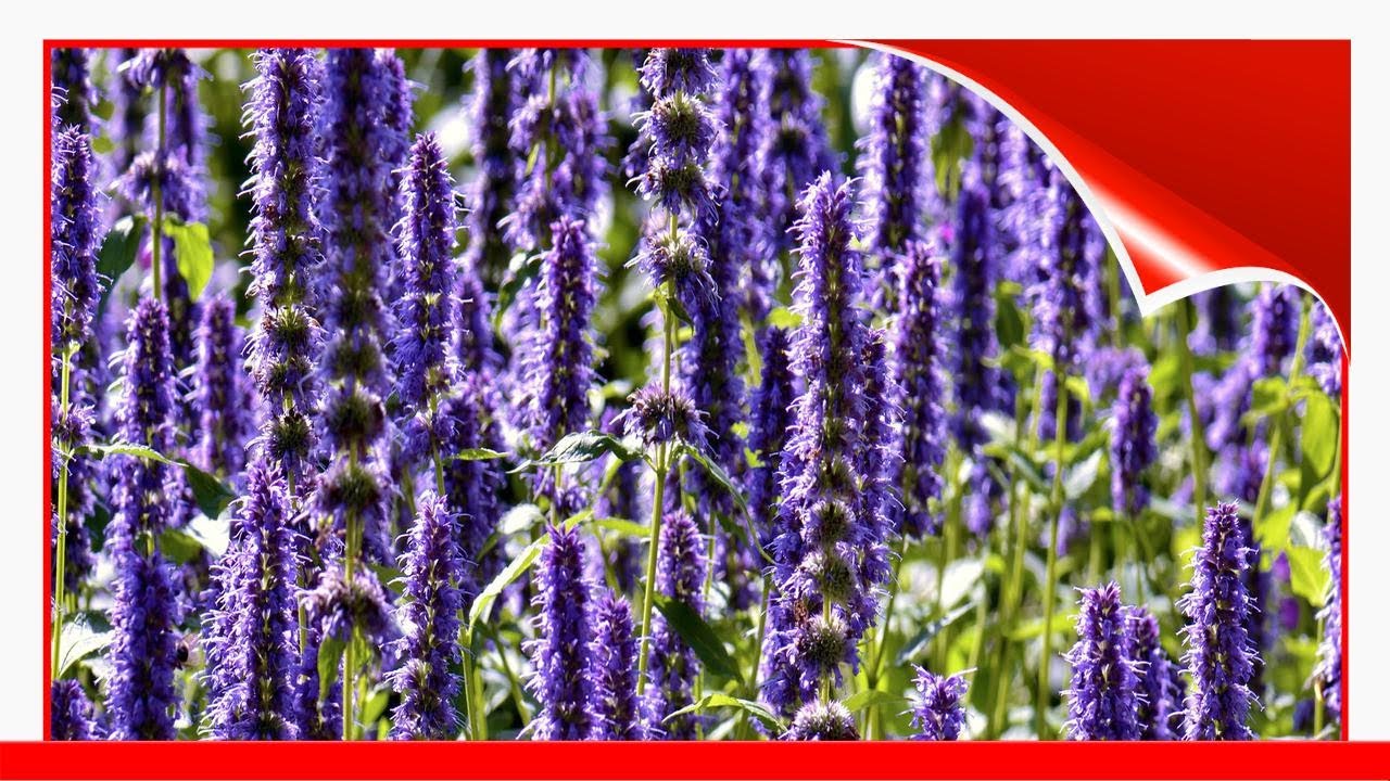 The Best Plants To Attract Bees 🛋️
