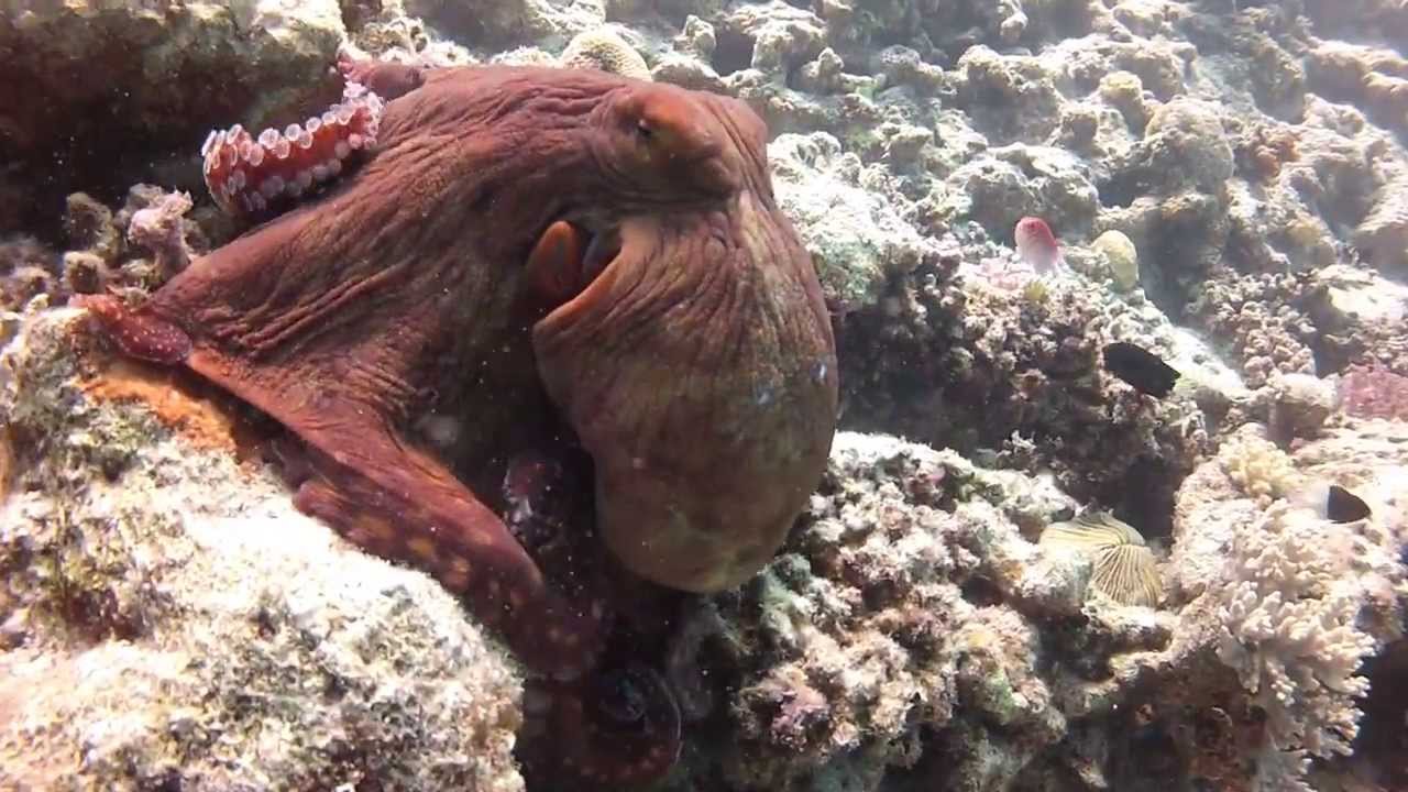 Amazing Octopus Transformation