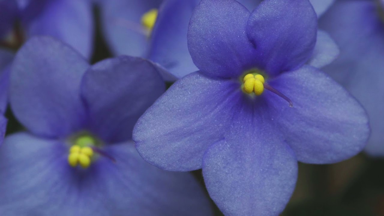 Rugiadose Odorose (Le Violette) - KARAOKE