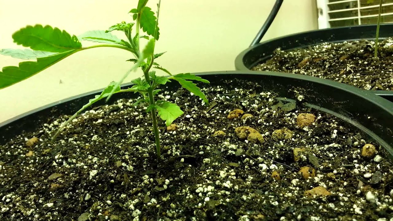 400w Metal Halide Closet Grow - Chem Skunk