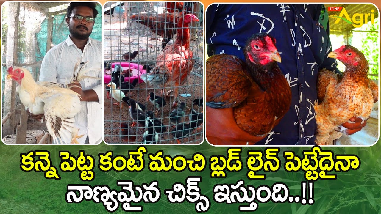Natu Kodi Pettalu Characteristics | కన్నె పెట్ట కంటే మంచి బ్లడ్ లైన్ పెట్ట ఏదైనా నాణ్యమైన! Tone Agri