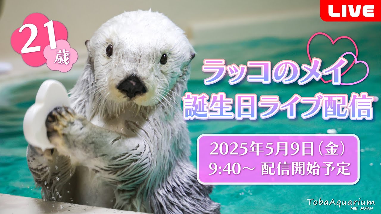 【再配信】ラッコ「メイ」㊗️21歳！誕生日ライブ配信《鳥羽水族館》