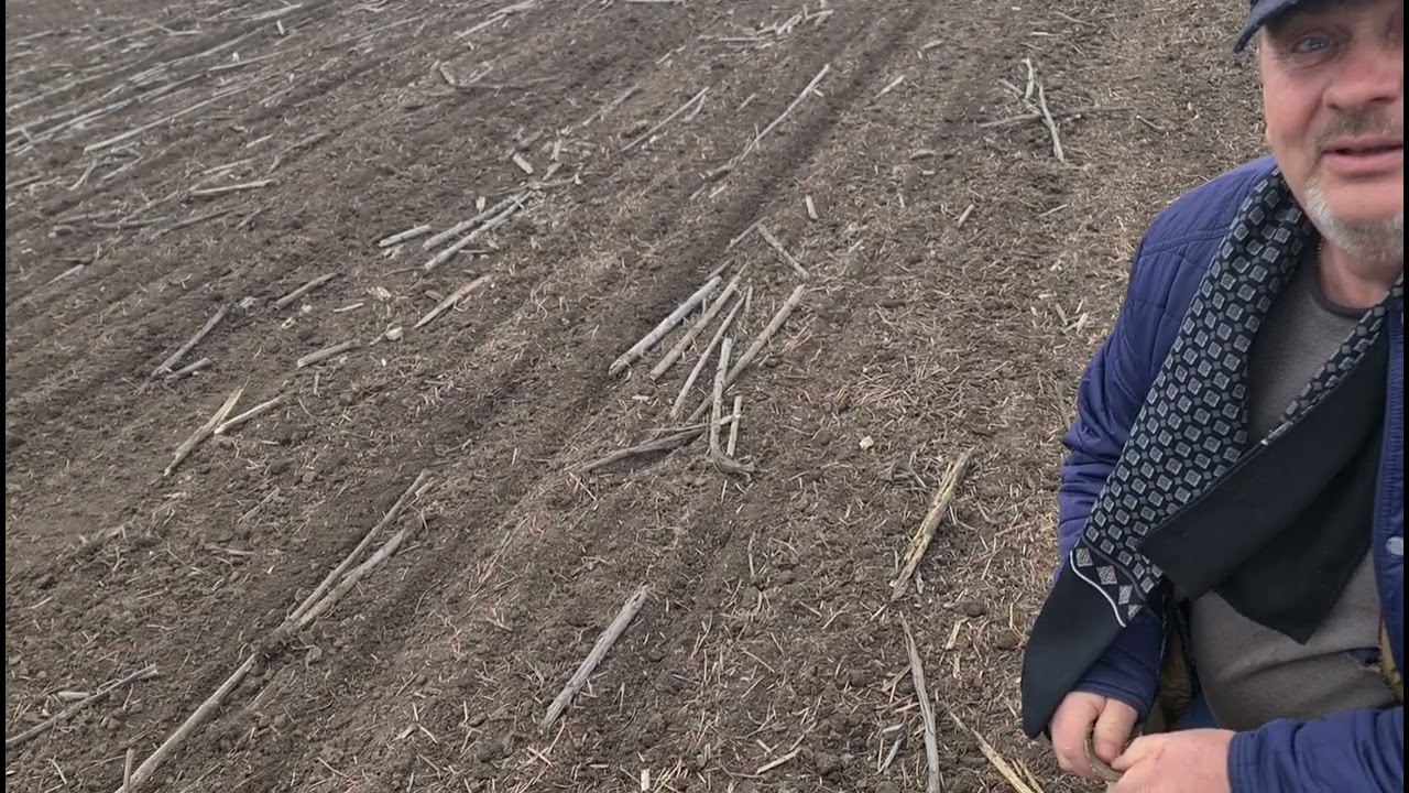 Старт весенней посевной. Горох, кориандр. Спешить не надо. No-till 18.03.2023
