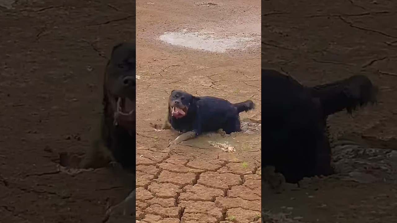 Dog STUCK in the MUD! #muddy #mudbath #rottweiler #dirtydog