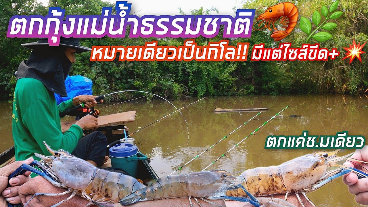ตกกุ้งแม่น้ำธรรมชาติ🦐🌿 หมายเดียวเป็นกิโล!! มีแต่ไซส์ขีดขึ้น💥 ยกโครตมันส์ๆ🔥