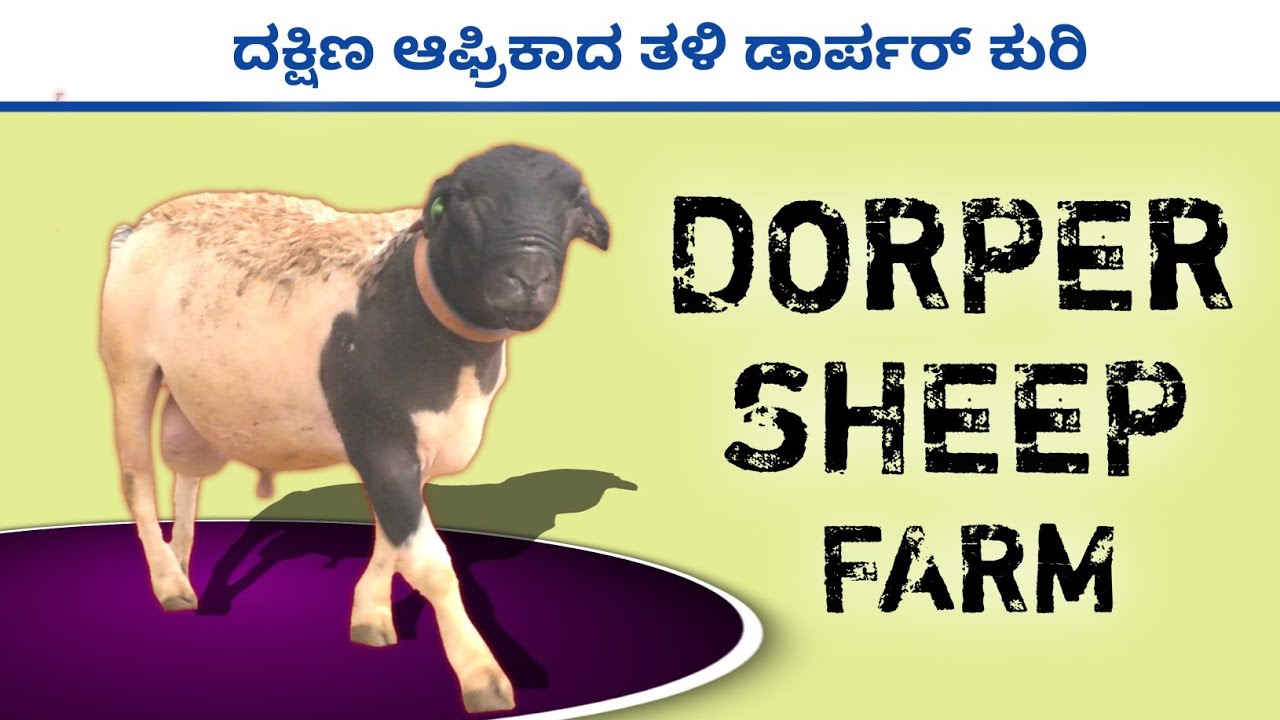 Dorper sheep | ಡಾರ್ಪರ್ ಕುರಿ | ಹುಟ್ಟುವ ಮರಿ ಹೆಚ್ಚು ತೂಕ ಬರುತ್ತದೆ