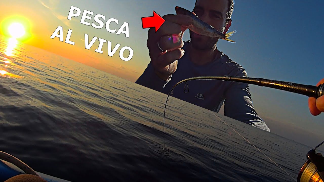 PESCA AL VIVO! [BRUTALES PICADAS, Y BUENAS CAPTURAS] DELFINES SALTANDO A 10m DELANTE DE LA BARCA!!