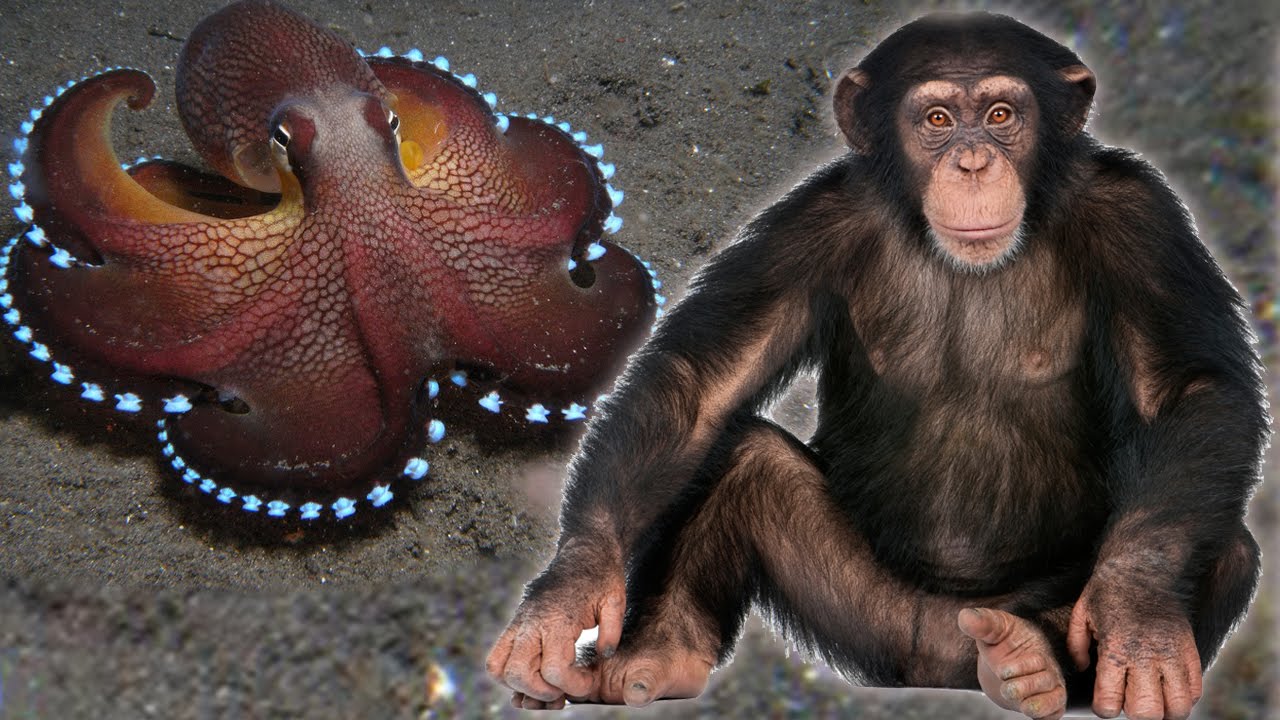 Top 10 Most Intelligent Animals