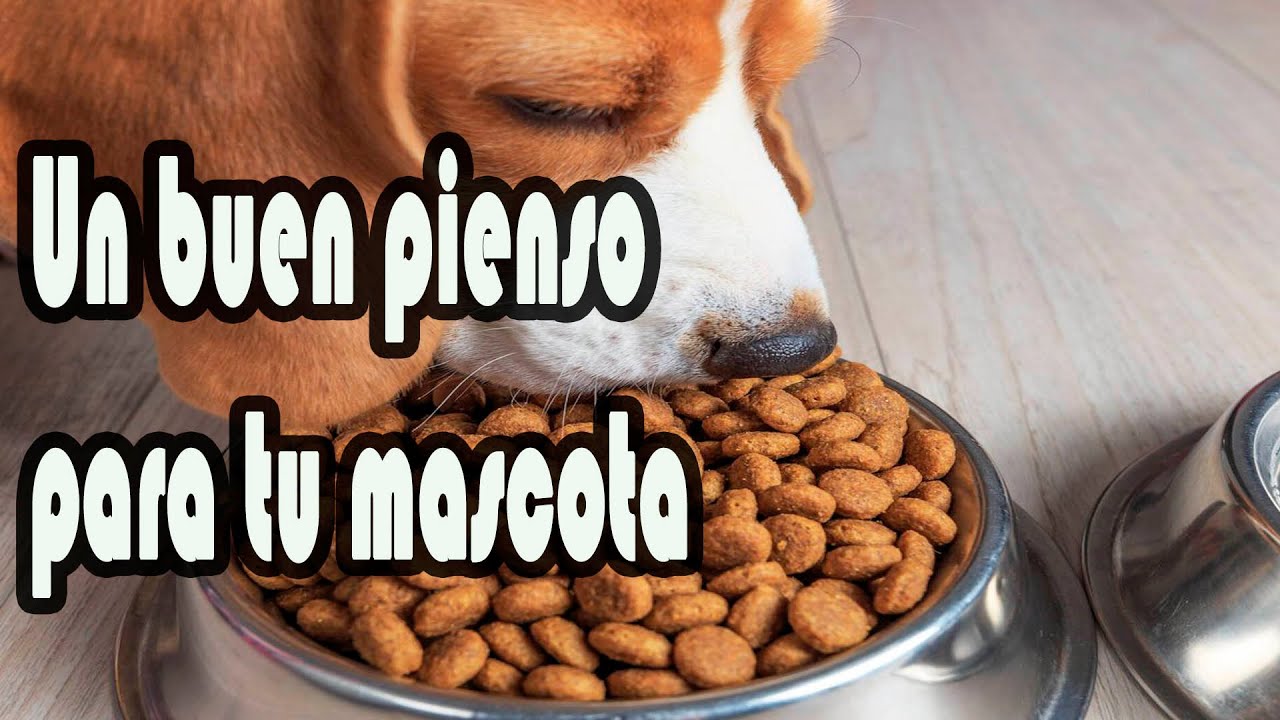 Claves para elegir un buen pienso para tu perro