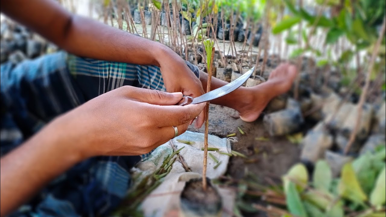 How to Grafting Guava Tree Full Process(Thai ,Vnr bihi,verity) Contact - 8926100200