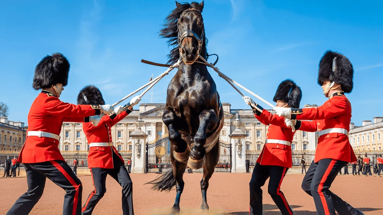 You Won't Believe How Royal Guard Horses are Trained !!