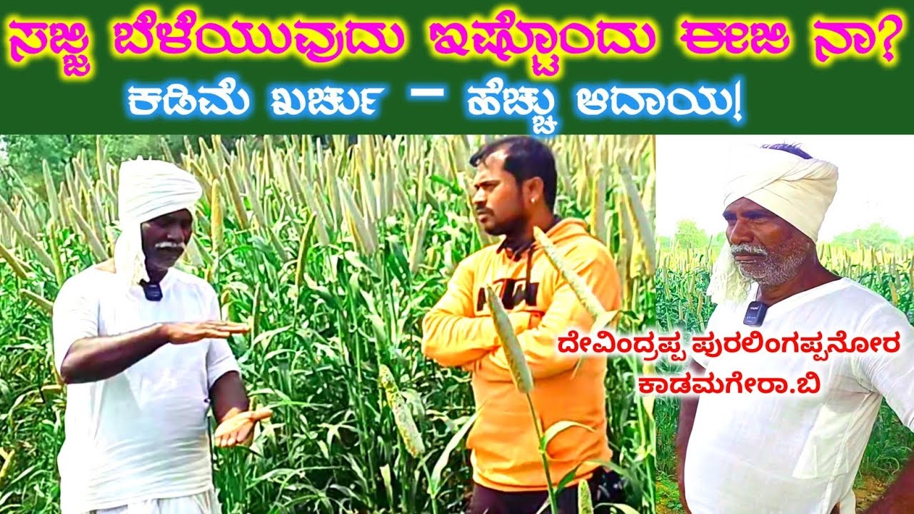ಕಡಿಮೆ ಖರ್ಚು – ಹೆಚ್ಚು ಲಾಭ | ಸಜ್ಜಿ ಬೆಳೆ ಸಂಪೂರ್ಣ ಮಾರ್ಗದರ್ಶನ | ರೈತನ ನೇರ ಮಾತು