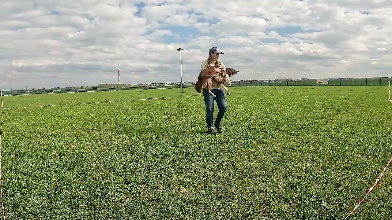 Calypso - zkouška F1, HtM1, MD1, DwD1 výborně - Master of Dogdancing 1