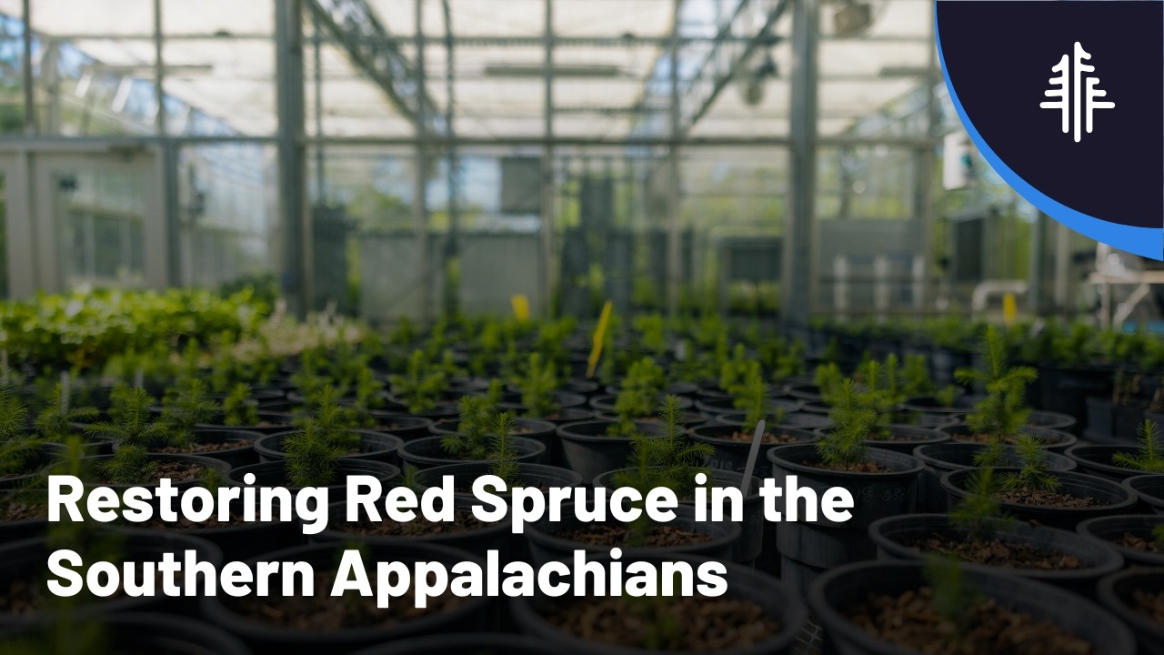 Restoring Red Spruce in the Southern Appalachians