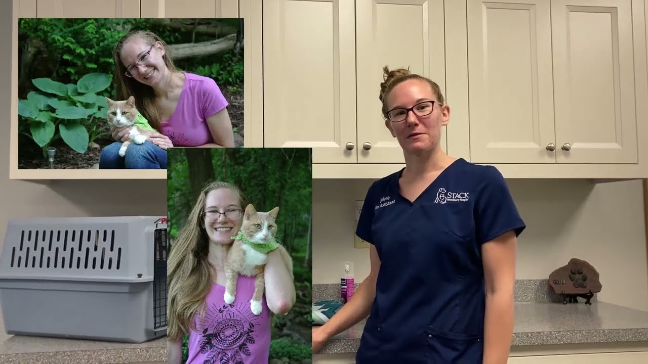 How To Prepare Your Cat For Their Vet Appointment