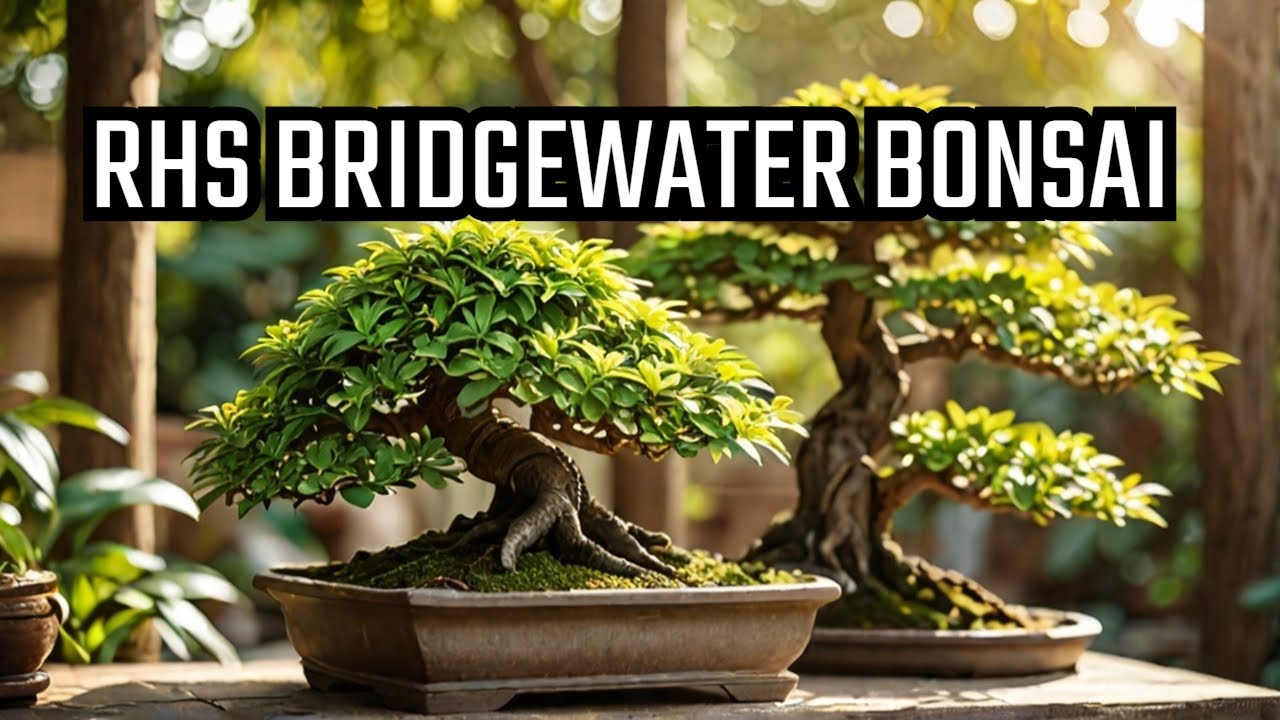 Tremendous Bonsai Displays and Gardens at the RHS Bridgewater 2025