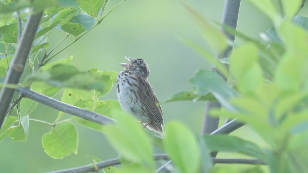Song Sparrow, song and call