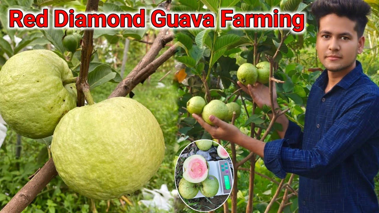 Red Diamond Guava Farming // Red diamond guava fruit cutting video // Plant call : 8170982304