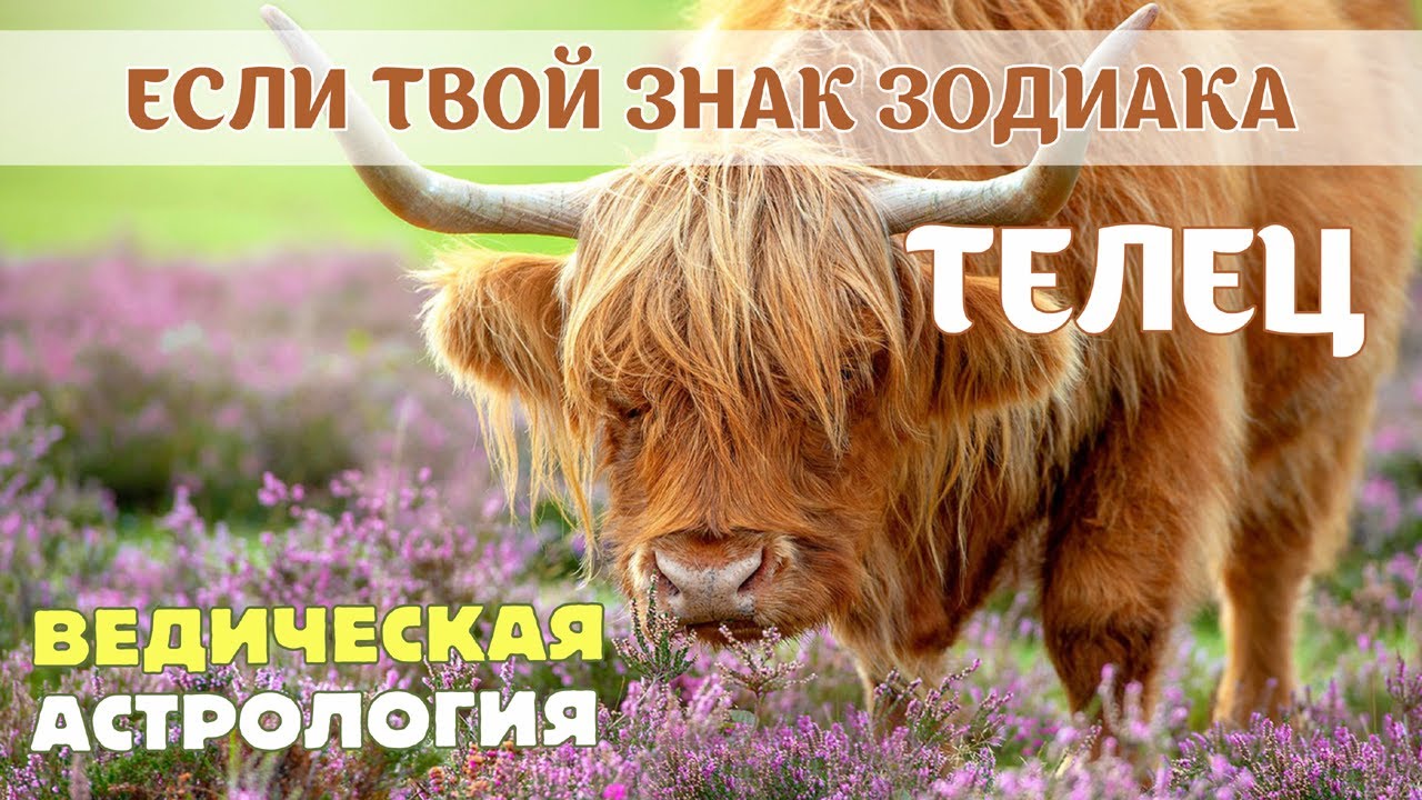 Знаки Зодиака: Телец. Узнай, кто ты по гороскопу с точки зрения ведической астрологии.