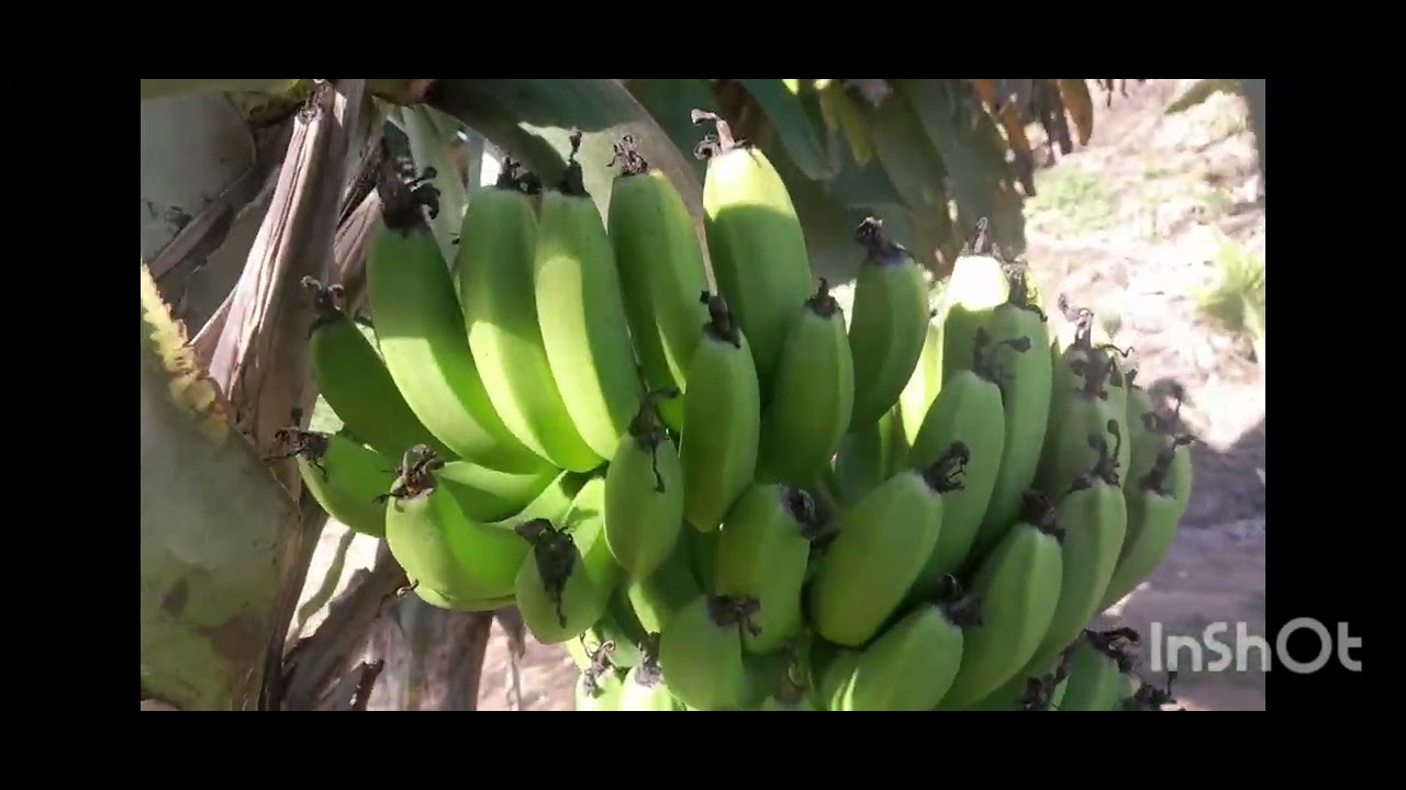 Plantio de bananeira 