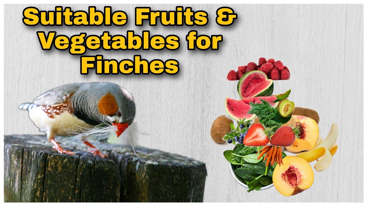 Suitable Fruit and Vegetables For Finches  | Food for finches| Safe fruits and vegetables for birds