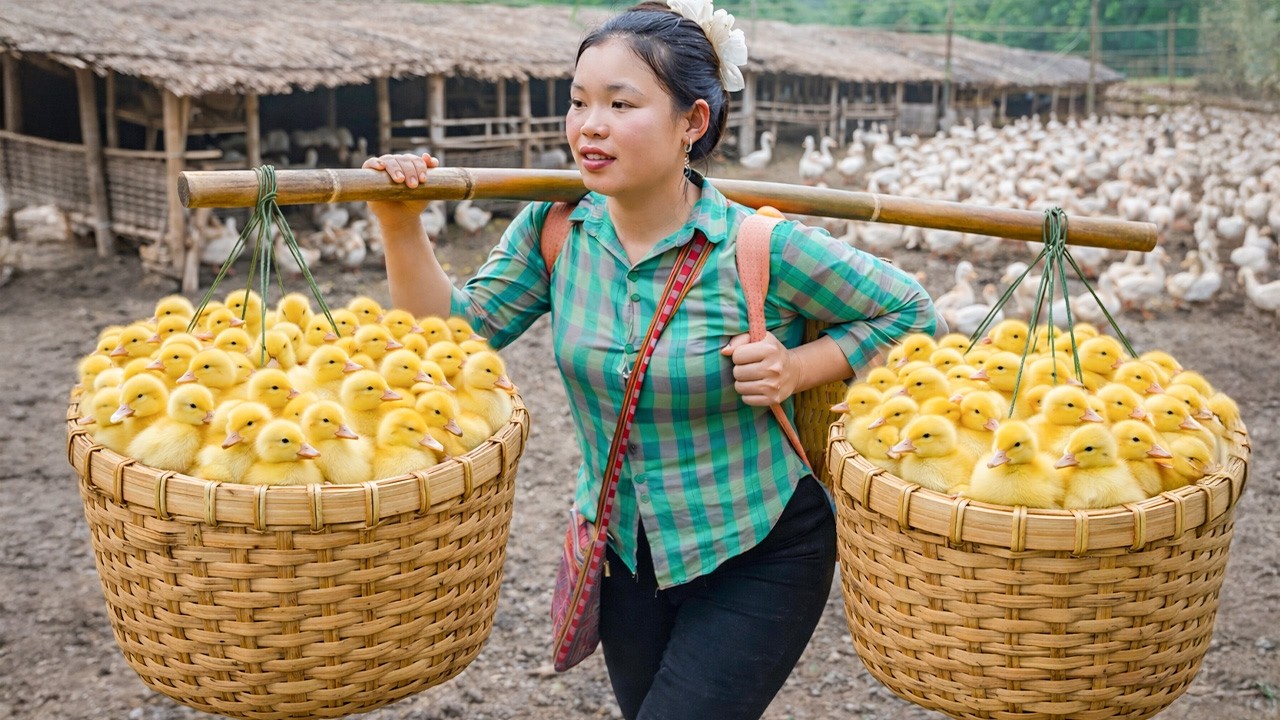 Building a Bamboo House for Ducklings - Go to the market to buy Ducklings | Trieu Mai Huong