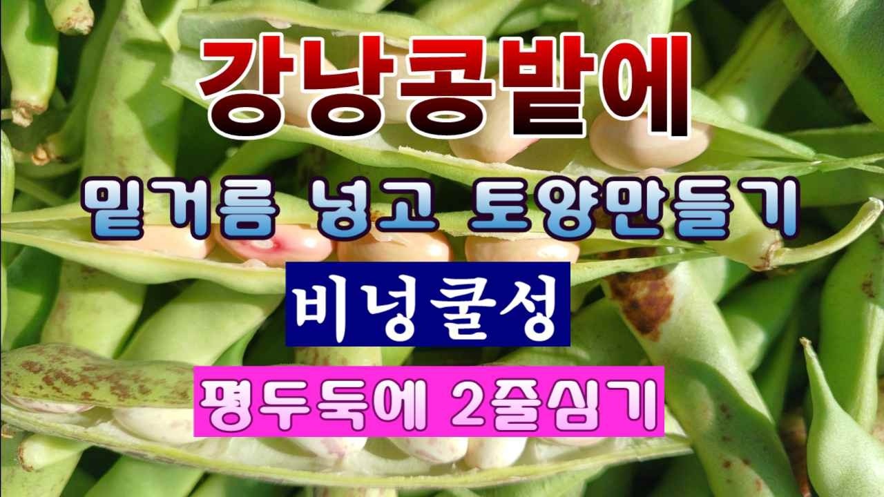 [텃밭농부 2,155]  강낭콩밭에 밑거름 넣고 토양만드는 방법! #강낭콩재배