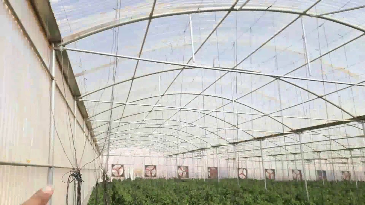 مشاكل التبريد فى البيوت المحمية  وكيفية حلها وما يجب مراعاته عند بأقامة البيوت المحمية