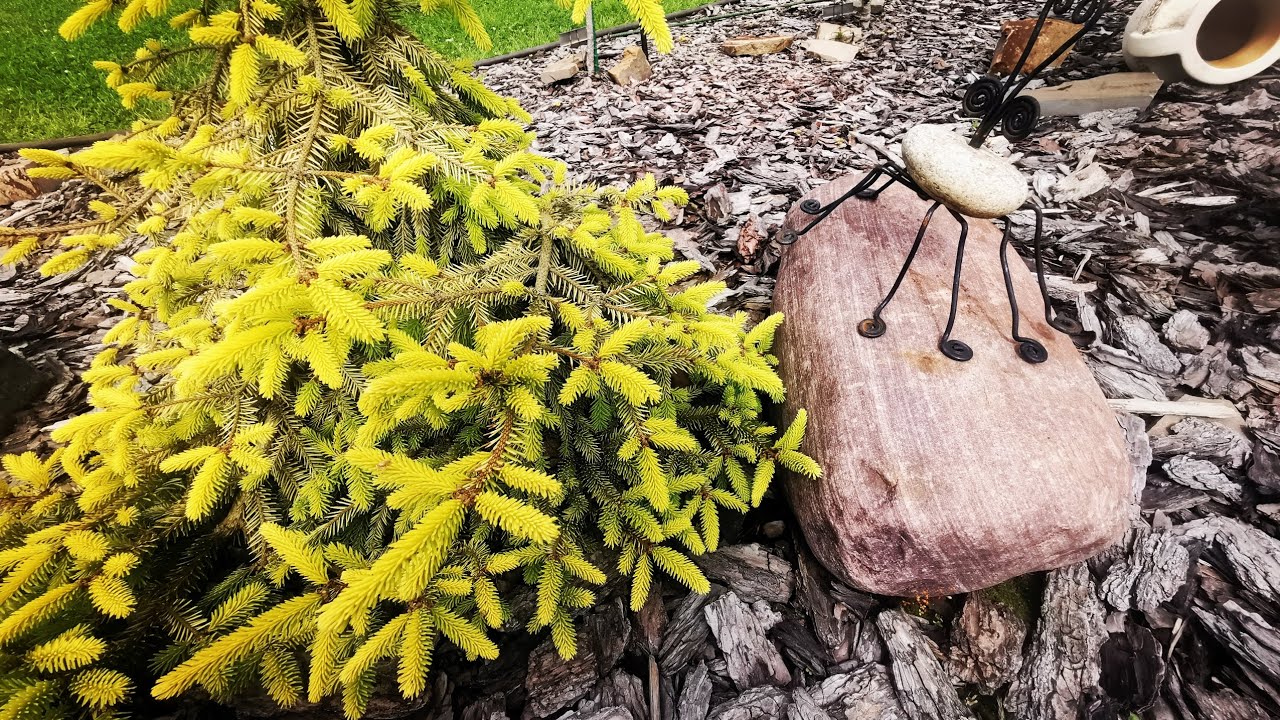 Обзор сада редких хвойных растений! Новинки!🔥#сад #garden #хобби #обзор
