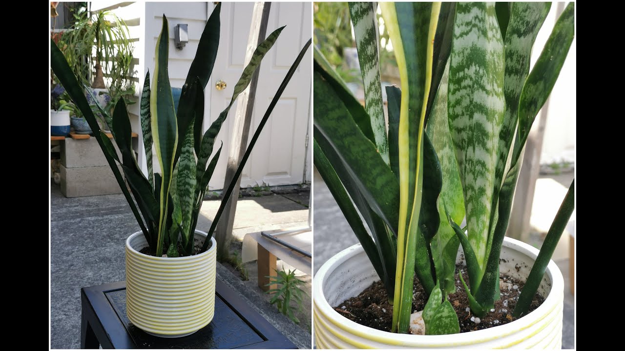 虎尾兰：可以养在卧室的绿植，懒人绿植