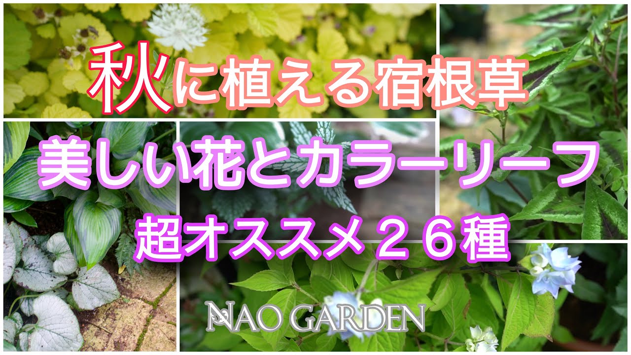 秋本番🌾必ず植えたい‼️お庭の印象をガラッと変えるステキカラーリーフ特集🌿盛り沢山でご紹介｜クレマチス’センニンソウ’満開｜Wonderful color leaf special feature
