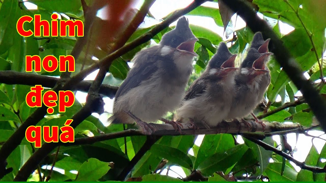 Đi tìm tổ chim, gặp tổ chim Chào Mào vừa ra tổ