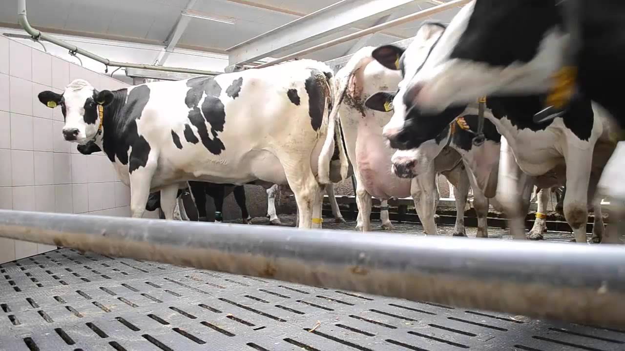 GoPro Dojenie Krów KARUZELA Największa Dojarnia W POLSCE HALA UDOJOWA :)