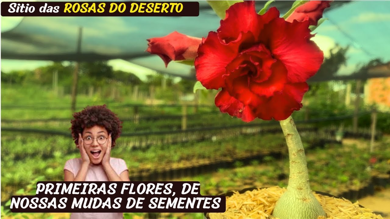 HOJE VAMOS VER ENXERTOS, MUDAS DE SEMENTES FLORESCENDO E DICAS DE CUIDADOS