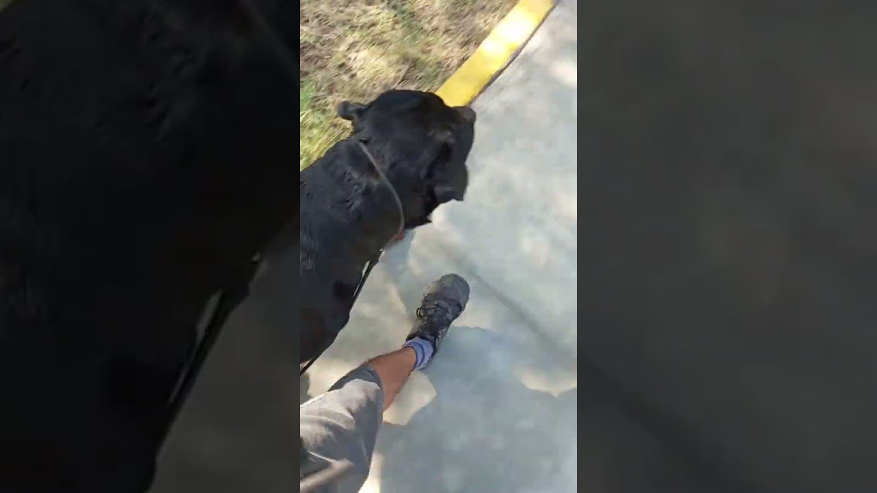 Probando NUEVA TECNICA para un ROTTWEILER SOBREPROTECTOR (Actualización: NO funciona SIEMPRE) 1/3