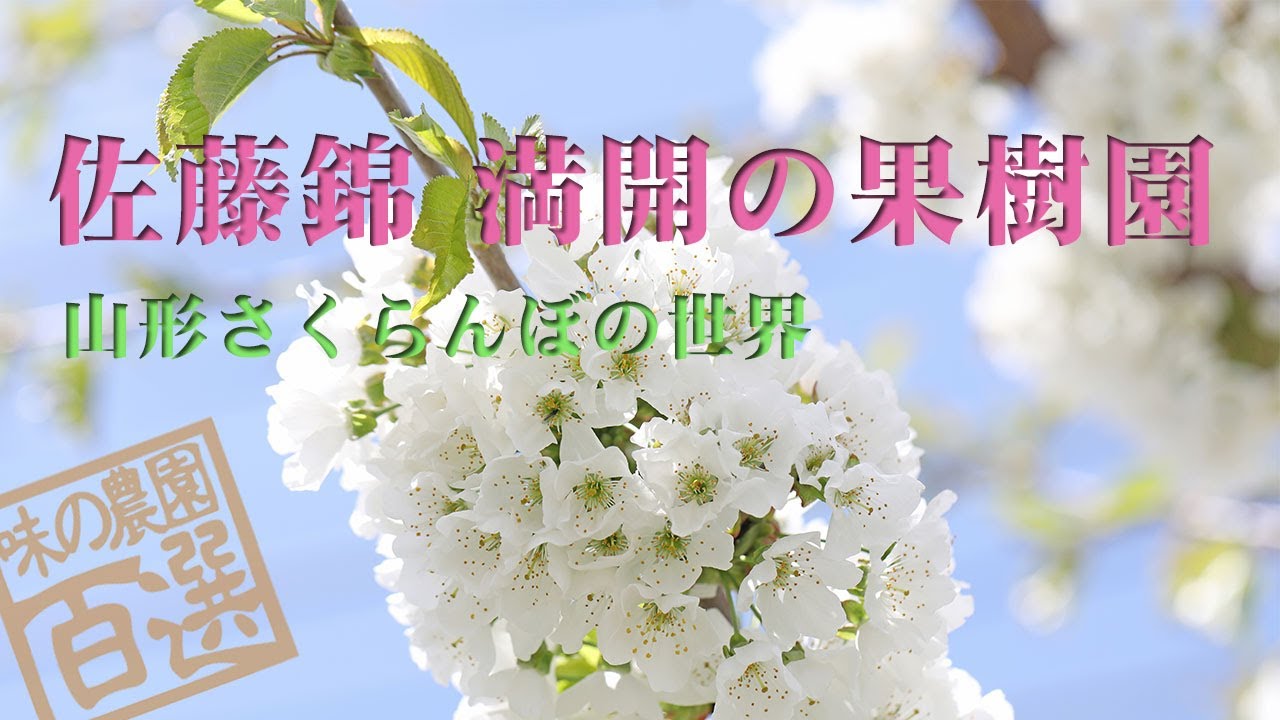 佐藤錦 満開 ミツバチ