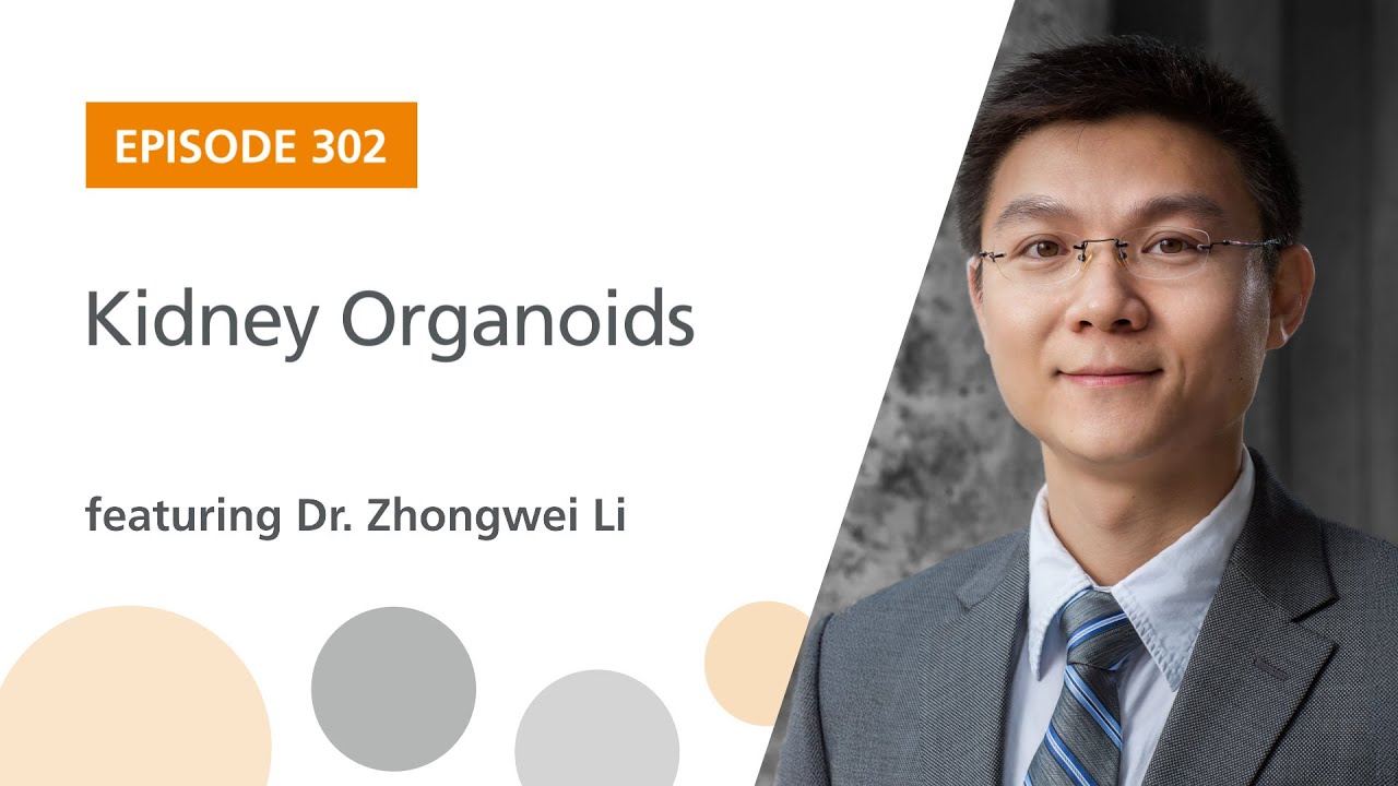 Kidney Organoids featuring Dr. Zhongwei Li | The Stem Cell Podcast